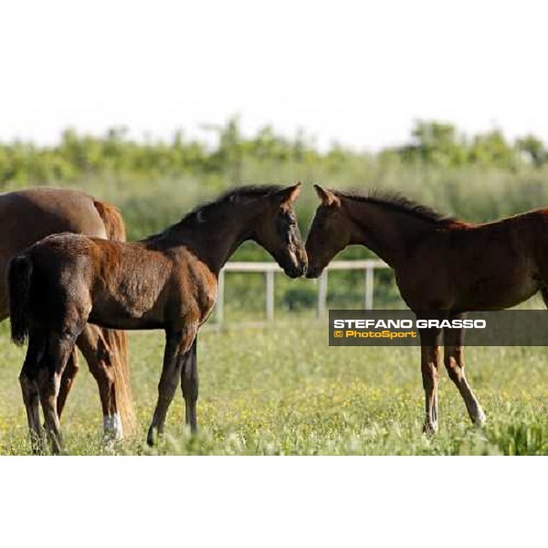 foal in the paddocks of O.M. stable Le Budrie di S. Giovanni in Persiceto (BO), 6th may 2008 ph. Stefano Grasso