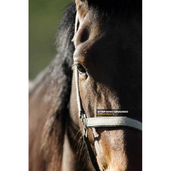 foal and mares in the paddocks of O.M. stable Le Budrie di S. Giovanni in Persiceto (BO), 6th may 2008 ph. Stefano Grasso