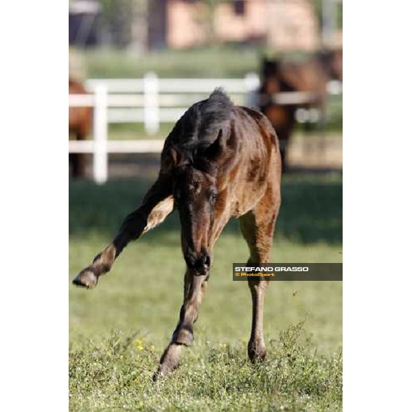 a foal playing in the paddocks of O.M. stable Le Budrie di S. Giovanni in Persiceto (BO), 6th may 2008 ph. Stefano Grasso