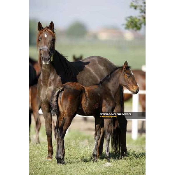 foal and mares in the paddocks of O.M. stable Le Budrie di S. Giovanni in Persiceto (BO), 6th may 2008 ph. Stefano Grasso