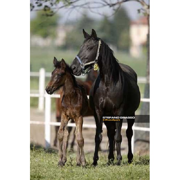 foal and mares in the paddocks of O.M. stable Le Budrie di S. Giovanni in Persiceto (BO), 6th may 2008 ph. Stefano Grasso