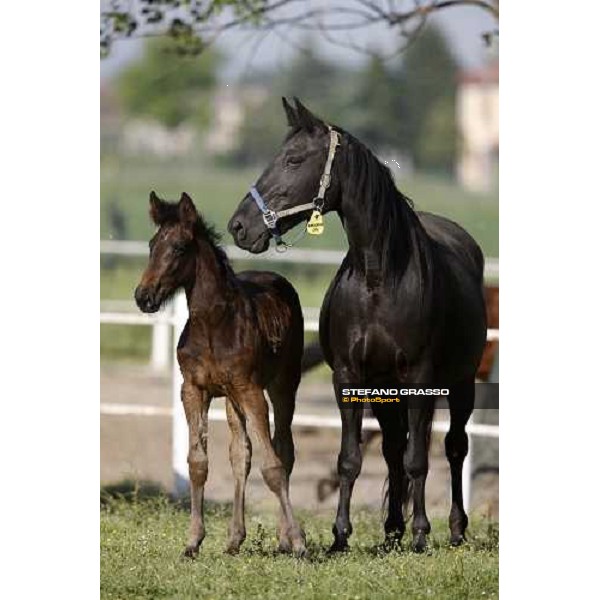 foal and mares in the paddocks of O.M. stable Le Budrie di S. Giovanni in Persiceto (BO), 6th may 2008 ph. Stefano Grasso