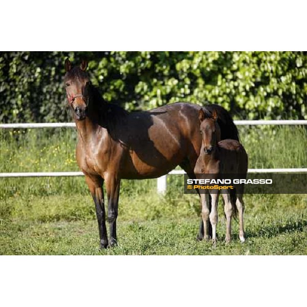 foal and mares in the paddocks of O.M. stable Le Budrie di S. Giovanni in Persiceto (BO), 6th may 2008 ph. Stefano Grasso