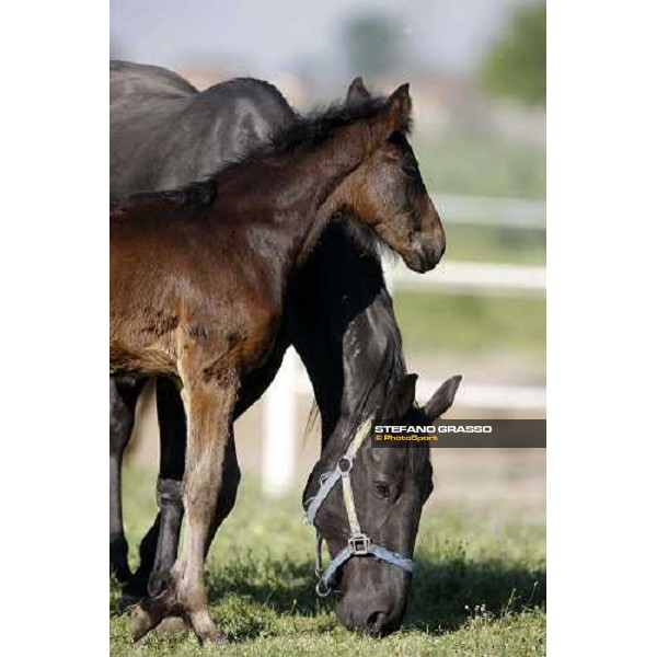 foal and mares in the paddocks of O.M. stable Le Budrie di S. Giovanni in Persiceto (BO), 6th may 2008 ph. Stefano Grasso