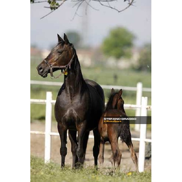 foal and mares in the paddocks of O.M. stable Le Budrie di S. Giovanni in Persiceto (BO), 6th may 2008 ph. Stefano Grasso