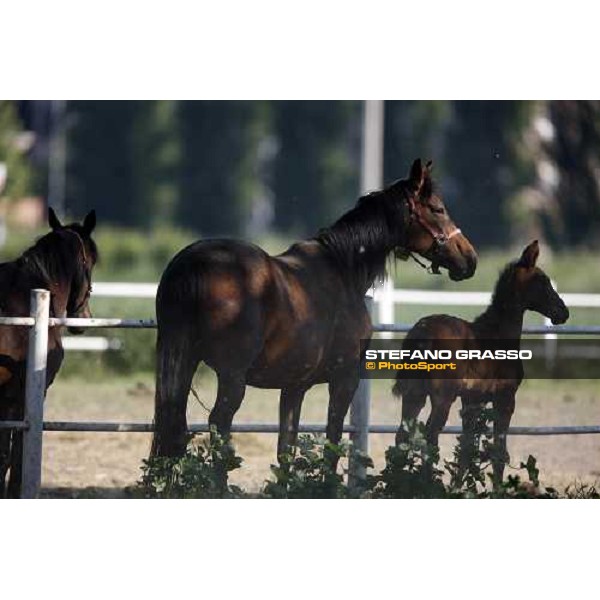 foal and mares in the paddocks of O.M. stable Le Budrie di S. Giovanni in Persiceto (BO), 6th may 2008 ph. Stefano Grasso