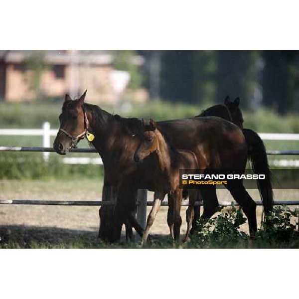 foal and mares in the paddocks of O.M. stable Le Budrie di S. Giovanni in Persiceto (BO), 6th may 2008 ph. Stefano Grasso