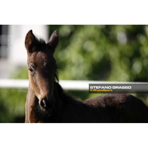 a foal in the paddocks of O.M. stable Le Budrie di S. Giovanni in Persiceto (BO), 6th may 2008 ph. Stefano Grasso