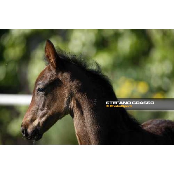 a foal in the paddocks of O.M. stable Le Budrie di S. Giovanni in Persiceto (BO), 6th may 2008 ph. Stefano Grasso