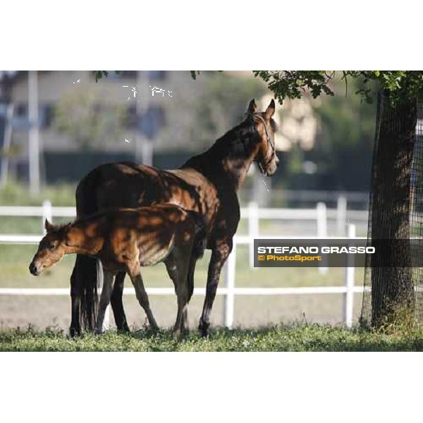 foal and mares in the paddocks of O.M. stable Le Budrie di S. Giovanni in Persiceto (BO), 6th may 2008 ph. Stefano Grasso