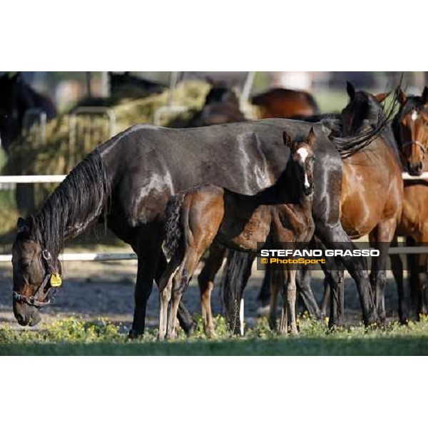 foals and mares in the paddocks of O.M. stable Le Budrie di S. Giovanni in Persiceto (BO), 6th may 2008 ph. Stefano Grasso