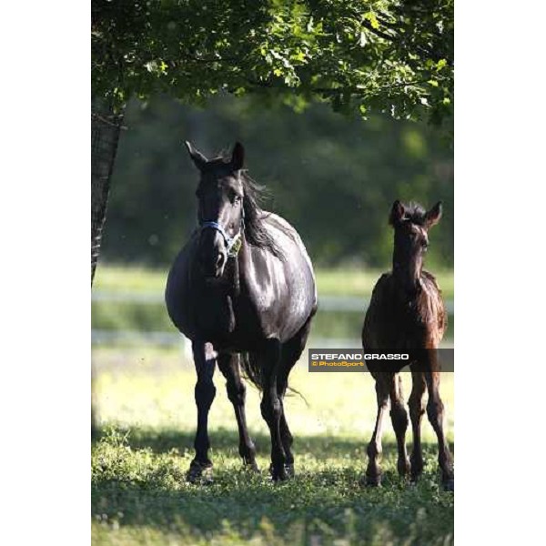 foals and mares in the paddocks of O.M. stable Le Budrie di S. Giovanni in Persiceto (BO), 6th may 2008 ph. Stefano Grasso