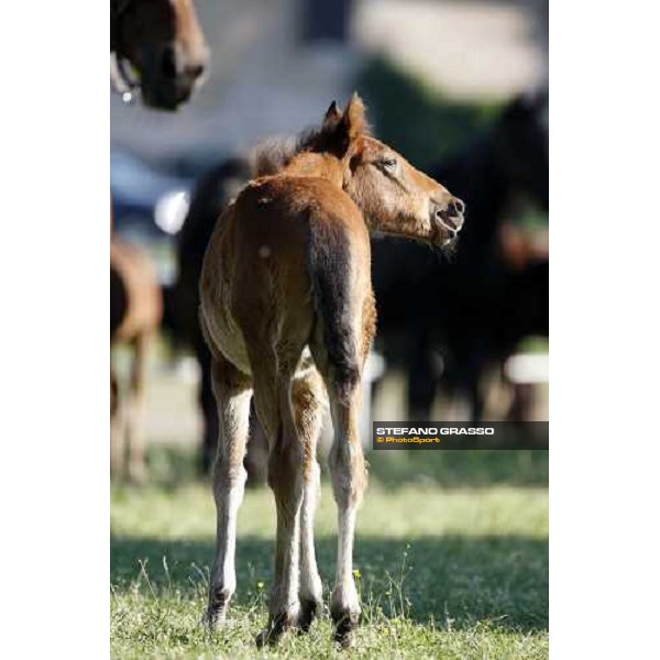 foals and mares in the paddocks of O.M. stable Le Budrie di S. Giovanni in Persiceto (BO), 6th may 2008 ph. Stefano Grasso