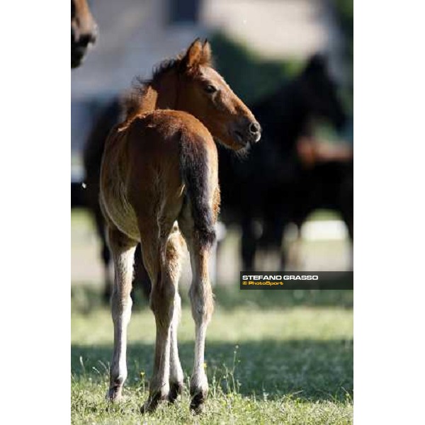 foals and mares in the paddocks of O.M. stable Le Budrie di S. Giovanni in Persiceto (BO), 6th may 2008 ph. Stefano Grasso