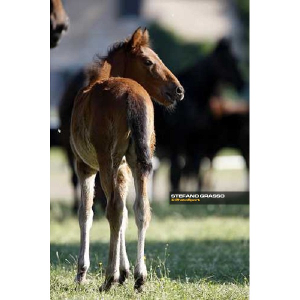 foals and mares in the paddocks of O.M. stable Le Budrie di S. Giovanni in Persiceto (BO), 6th may 2008 ph. Stefano Grasso