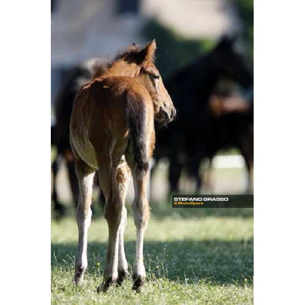 foals and mares in the paddocks of O.M. stable Le Budrie di S. Giovanni in Persiceto (BO), 6th may 2008 ph. Stefano Grasso