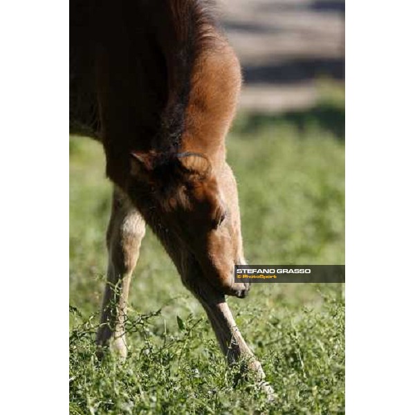 a foal in the paddocks of O.M. stable Le Budrie di S. Giovanni in Persiceto (BO), 6th may 2008 ph. Stefano Grasso