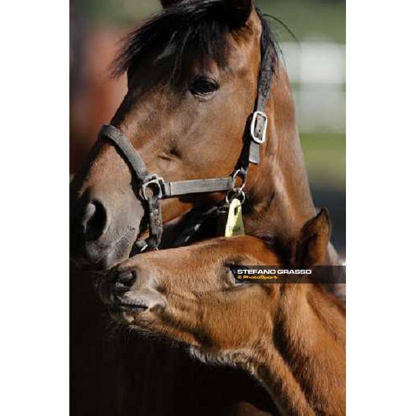 foals and mares in the paddocks of O.M. stable Le Budrie di S. Giovanni in Persiceto (BO), 6th may 2008 ph. Stefano Grasso