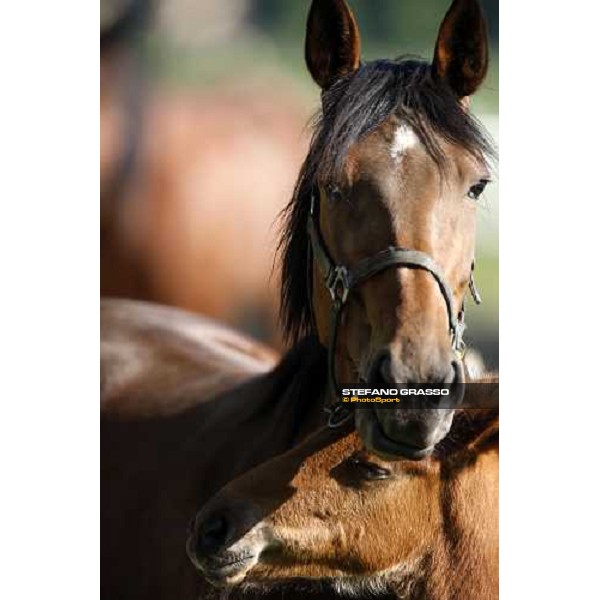 foals and mares in the paddocks of O.M. stable Le Budrie di S. Giovanni in Persiceto (BO), 6th may 2008 ph. Stefano Grasso