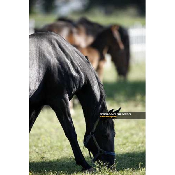 foals and mares in the paddocks of O.M. stable Le Budrie di S. Giovanni in Persiceto (BO), 6th may 2008 ph. Stefano Grasso