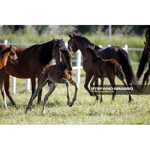 foals and mares in the paddocks of O.M. stable Le Budrie di S. Giovanni in Persiceto (BO), 6th may 2008 ph. Stefano Grasso