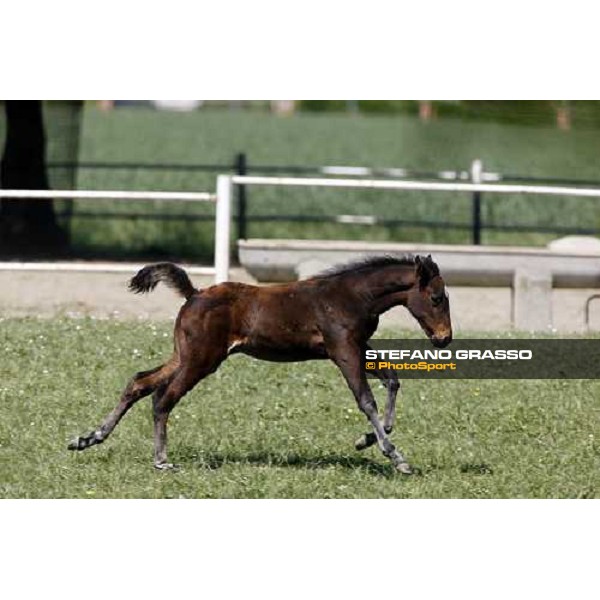 a foal in the paddocks of O.M. stable Le Budrie di S. Giovanni in Persiceto (BO), 6th may 2008 ph. Stefano Grasso