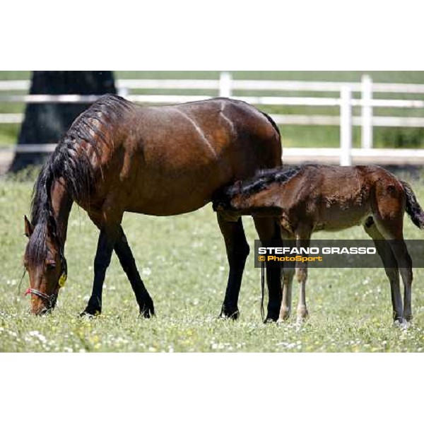 a foal with his mare in the paddocks of O.M. stable Le Budrie di S. Giovanni in Persiceto (BO), 6th may 2008 ph. Stefano Grasso