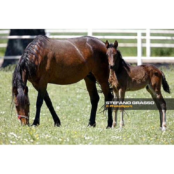 a foal with his mare in the paddocks of O.M. stable Le Budrie di S. Giovanni in Persiceto (BO), 6th may 2008 ph. Stefano Grasso