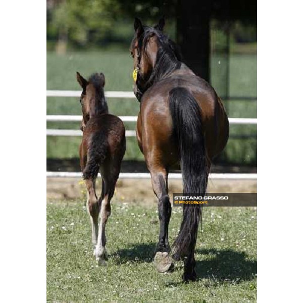 foals and mares in the paddocks of O.M. stable Le Budrie di S. Giovanni in Persiceto (BO), 6th may 2008 ph. Stefano Grasso