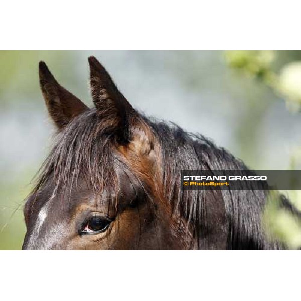 yearlings in the paddocks of Orsi Mangelli stud ANZOLA EMILIA (BO) - 6th may 2008 ph. Stefano Grasso 