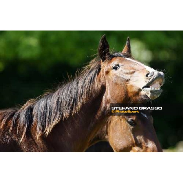 yearlings in the paddocks of Orsi Mangelli stud ANZOLA EMILIA (BO) - 6th may 2008 ph. Stefano Grasso 