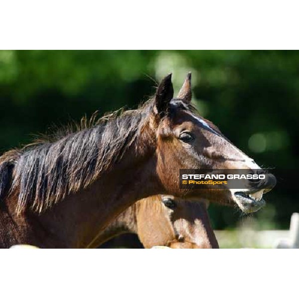 yearlings in the paddocks of Orsi Mangelli stud ANZOLA EMILIA (BO) - 6th may 2008 ph. Stefano Grasso 