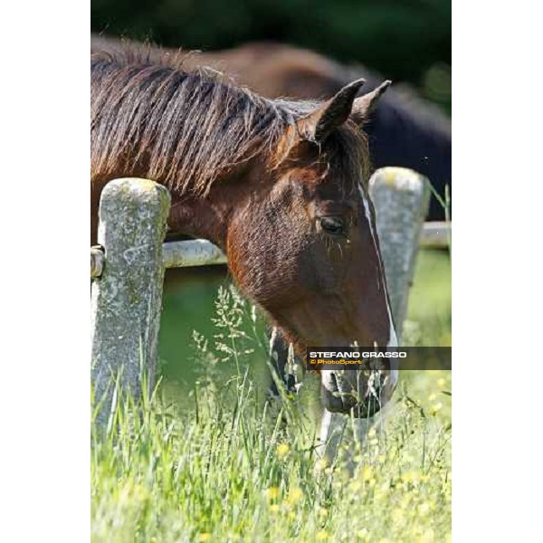yearlings in the paddocks of Orsi Mangelli stud ANZOLA EMILIA (BO) - 6th may 2008 ph. Stefano Grasso 