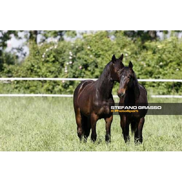 yearlings in the paddocks of Orsi Mangelli stud ANZOLA EMILIA (BO) - 6th may 2008 ph. Stefano Grasso 