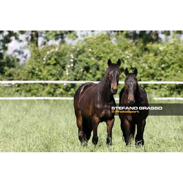 yearlings in the paddocks of Orsi Mangelli stud ANZOLA EMILIA (BO) - 6th may 2008 ph. Stefano Grasso 