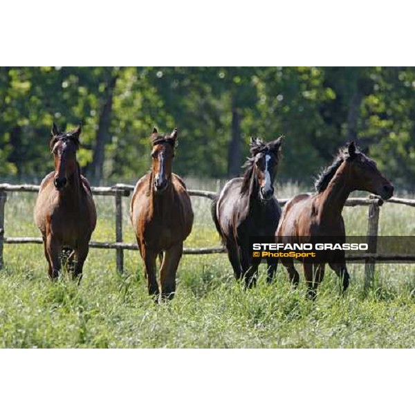 yearlings in the paddocks of Orsi Mangelli stud ANZOLA EMILIA (BO) - 6th may 2008 ph. Stefano Grasso 