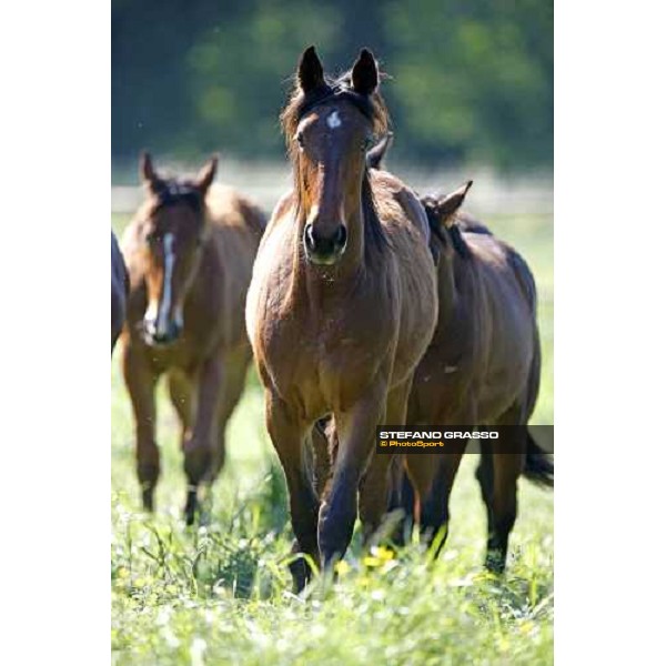 yearlings in the paddocks of Orsi Mangelli stud ANZOLA EMILIA (BO) - 6th may 2008 ph. Stefano Grasso 