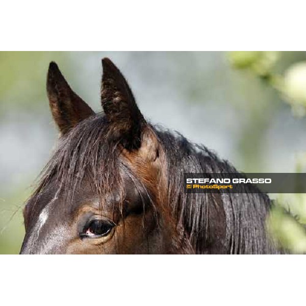 yearlings in the paddocks of Orsi Mangelli stud ANZOLA EMILIA (BO) - 6th may 2008 ph. Stefano Grasso 
