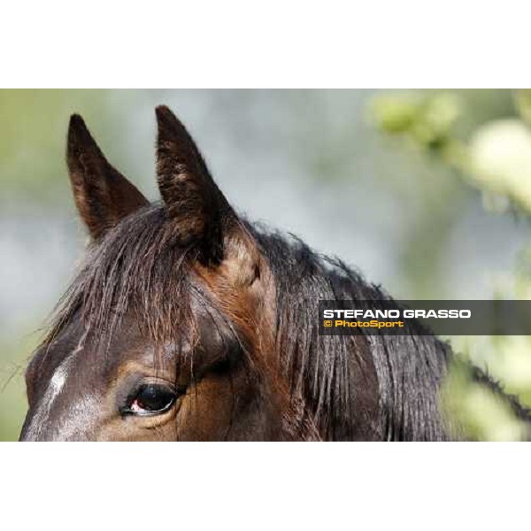 yearlings in the paddocks of Orsi Mangelli stud ANZOLA EMILIA (BO) - 6th may 2008 ph. Stefano Grasso 