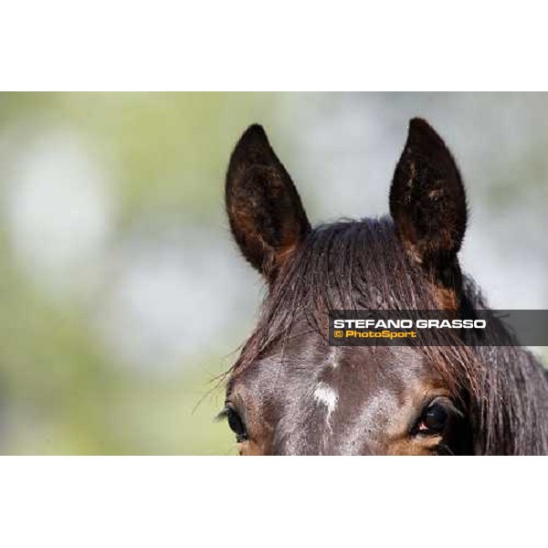 yearlings in the paddocks of Orsi Mangelli stud ANZOLA EMILIA (BO) - 6th may 2008 ph. Stefano Grasso 