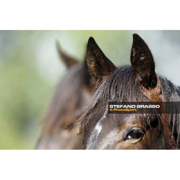 yearlings in the paddocks of Orsi Mangelli stud ANZOLA EMILIA (BO) - 6th may 2008 ph. Stefano Grasso 