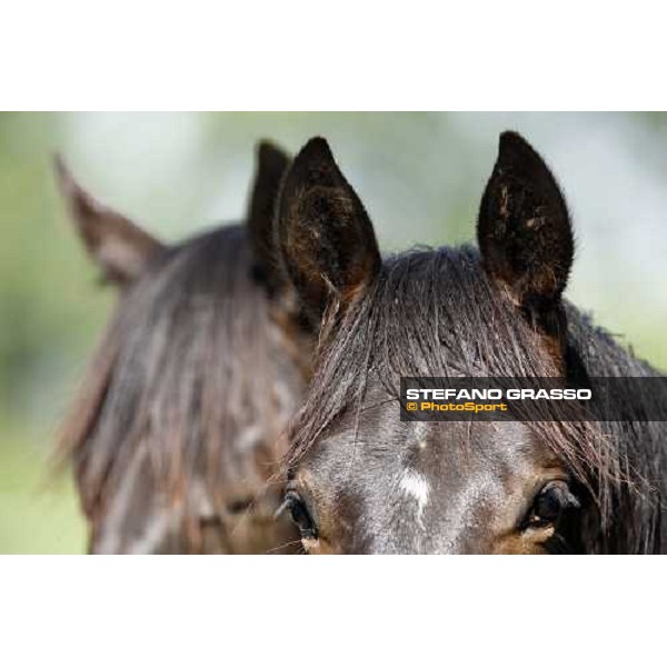 yearlings in the paddocks of Orsi Mangelli stud ANZOLA EMILIA (BO) - 6th may 2008 ph. Stefano Grasso 