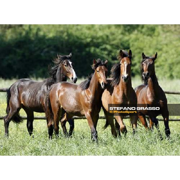yearlings in the paddocks of Orsi Mangelli stud ANZOLA EMILIA (BO) - 6th may 2008 ph. Stefano Grasso