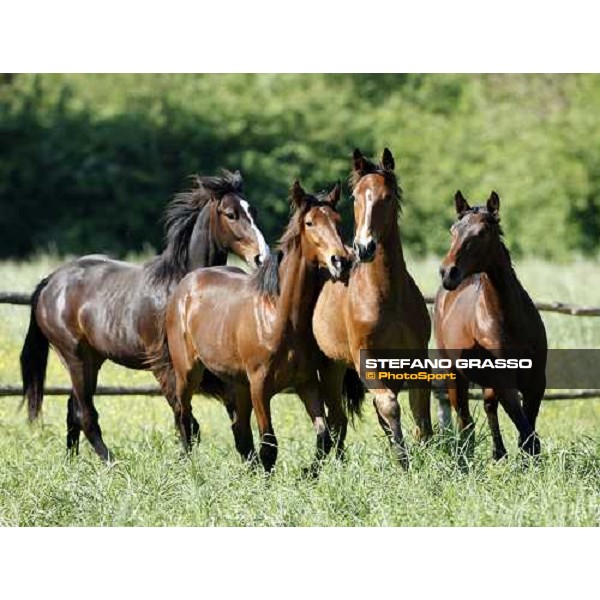 yearlings in the paddocks of Orsi Mangelli stud ANZOLA EMILIA (BO) - 6th may 2008 ph. Stefano Grasso
