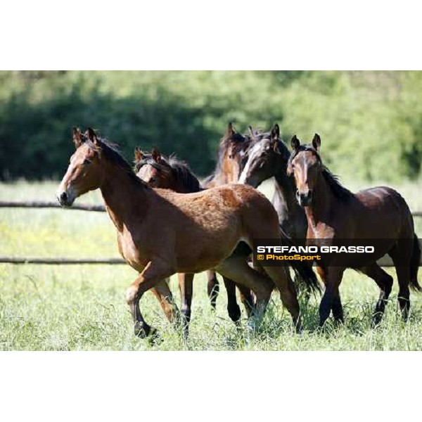 yearlings in the paddocks of Orsi Mangelli stud ANZOLA EMILIA (BO) - 6th may 2008 ph. Stefano Grasso