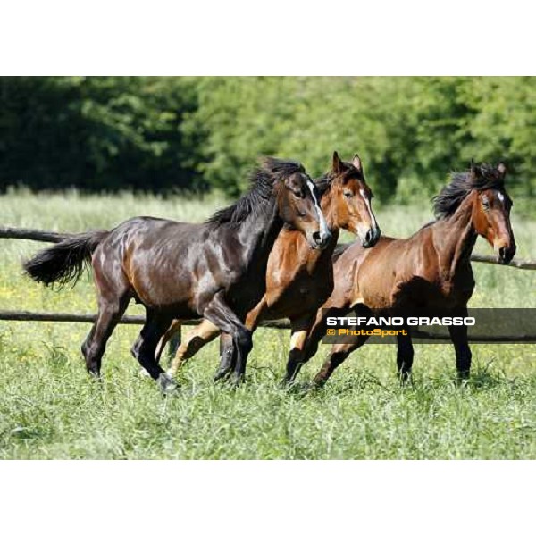 yearlings in the paddocks of Orsi Mangelli stud ANZOLA EMILIA (BO) - 6th may 2008 ph. Stefano Grasso