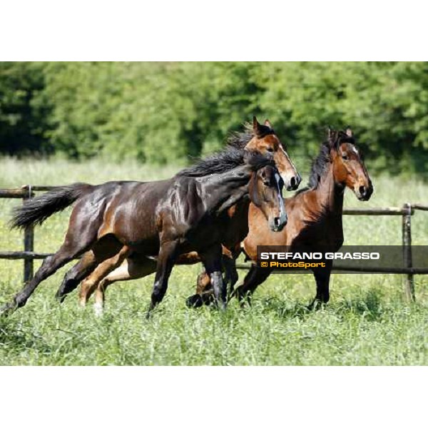 yearlings in the paddocks of Orsi Mangelli stud ANZOLA EMILIA (BO) - 6th may 2008 ph. Stefano Grasso