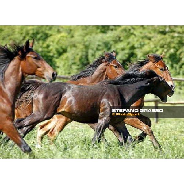 yearlings in the paddocks of Orsi Mangelli stud ANZOLA EMILIA (BO) - 6th may 2008 ph. Stefano Grasso