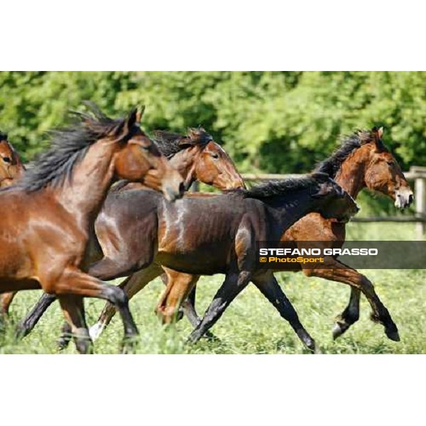 yearlings in the paddocks of Orsi Mangelli stud ANZOLA EMILIA (BO) - 6th may 2008 ph. Stefano Grasso
