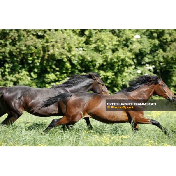 yearlings in the paddocks of Orsi Mangelli stud ANZOLA EMILIA (BO) - 6th may 2008 ph. Stefano Grasso